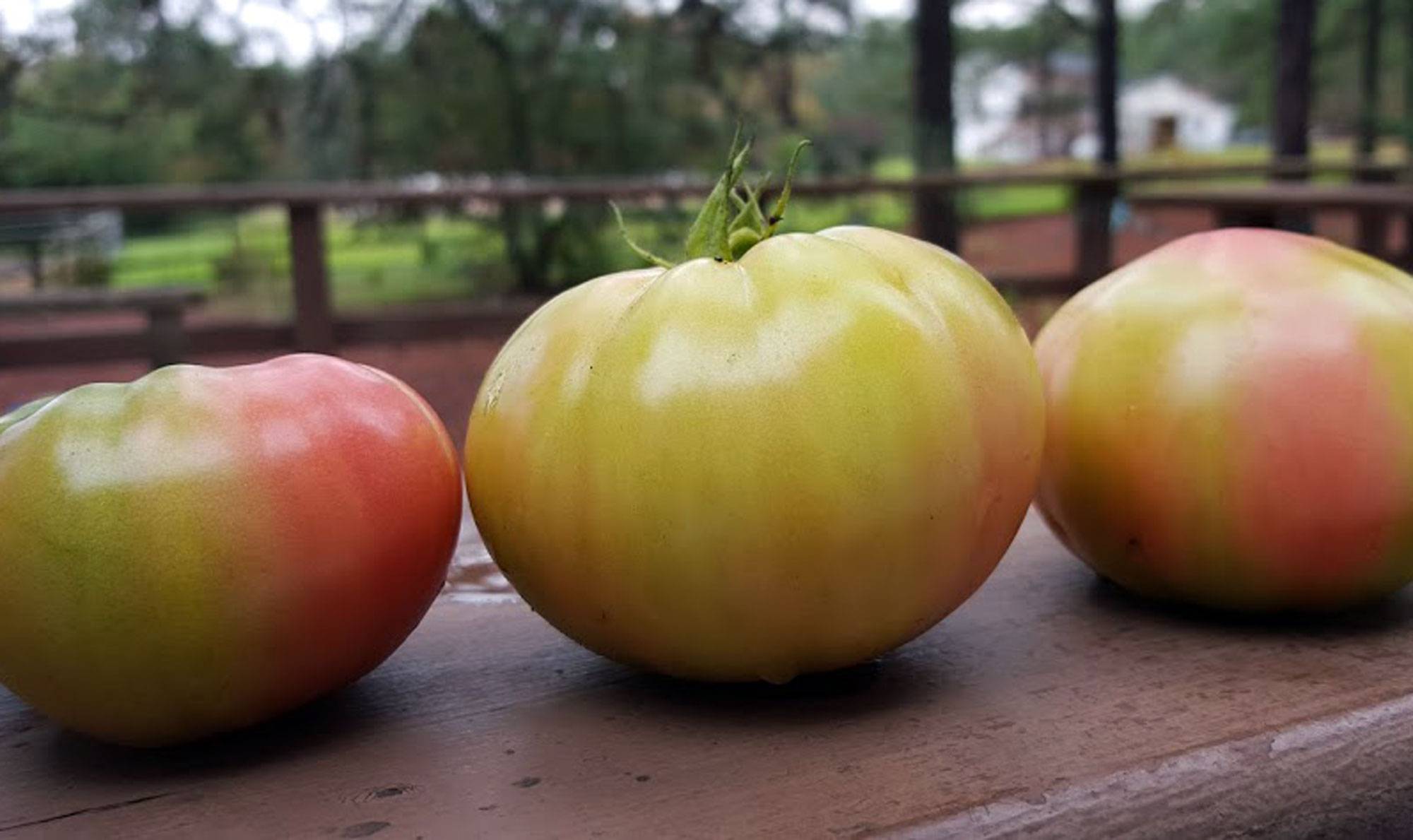 Heirloom Tomatoes