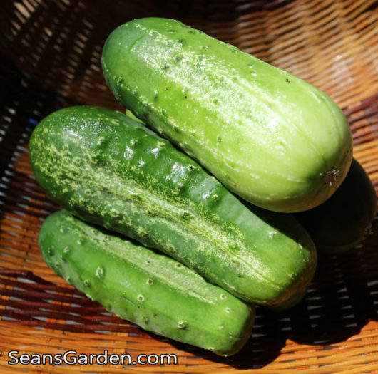 pickling cukes